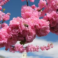 Схема вышивки «Kрасивые цветы_36»