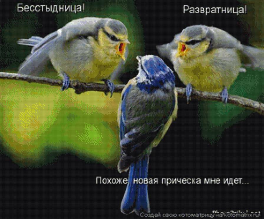 Птицы - синицы, лето - предпросмотр