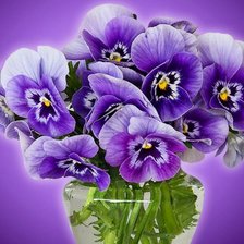 Схема вышивки «анютки сиреневой чудо»