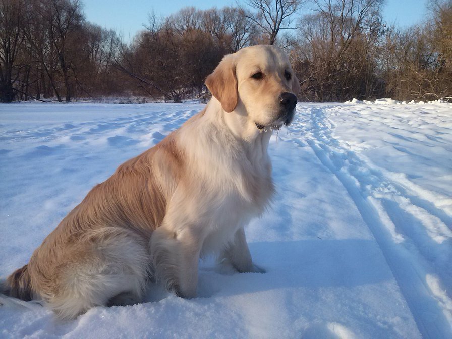 Золотистый ретривер - собака - оригинал