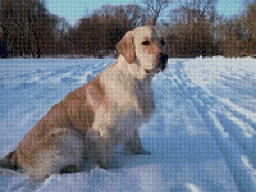 Золотистый ретривер - собака - предпросмотр