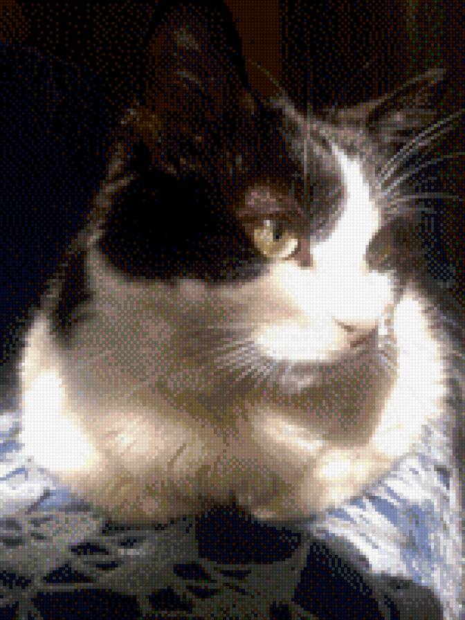 Семен - коты - предпросмотр