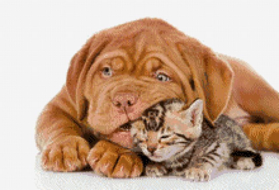 щенок с котом - предпросмотр