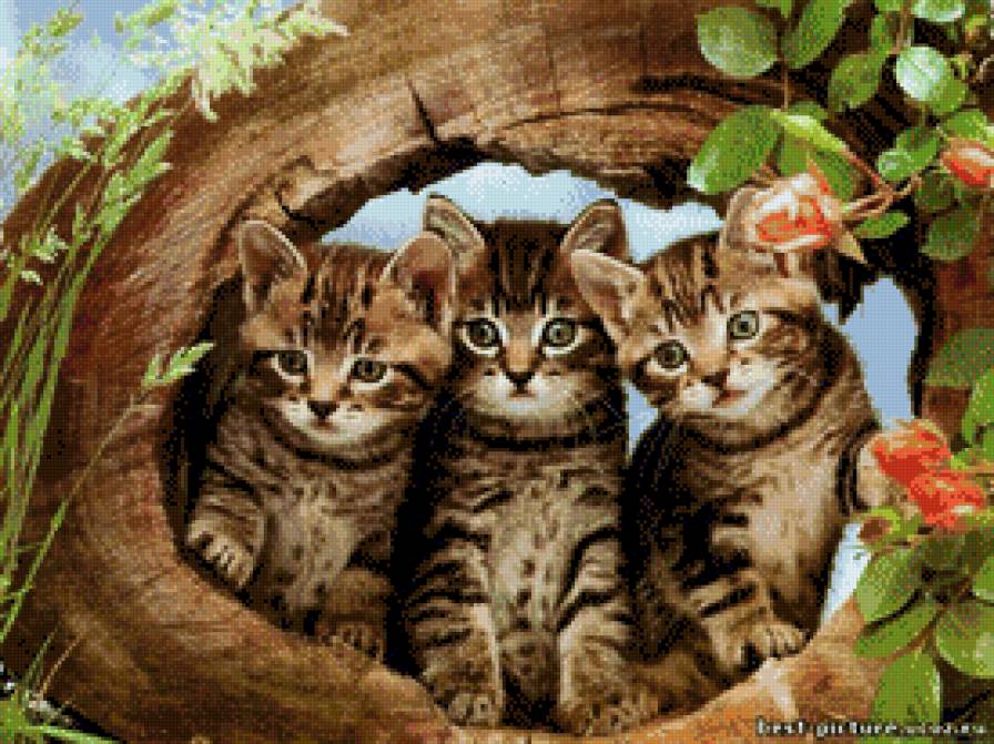 трое из ларца - кошки - предпросмотр