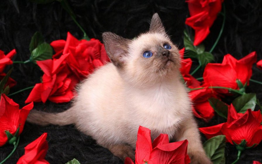 котенок в розах - кошки - оригинал