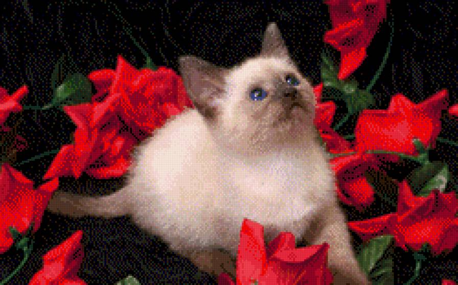 котенок в розах - кошки - предпросмотр