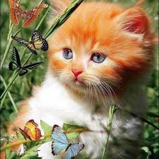 котенок и бабочки