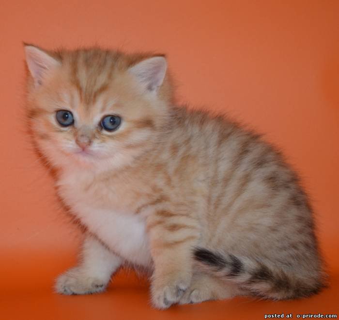 котенок - кошки - оригинал