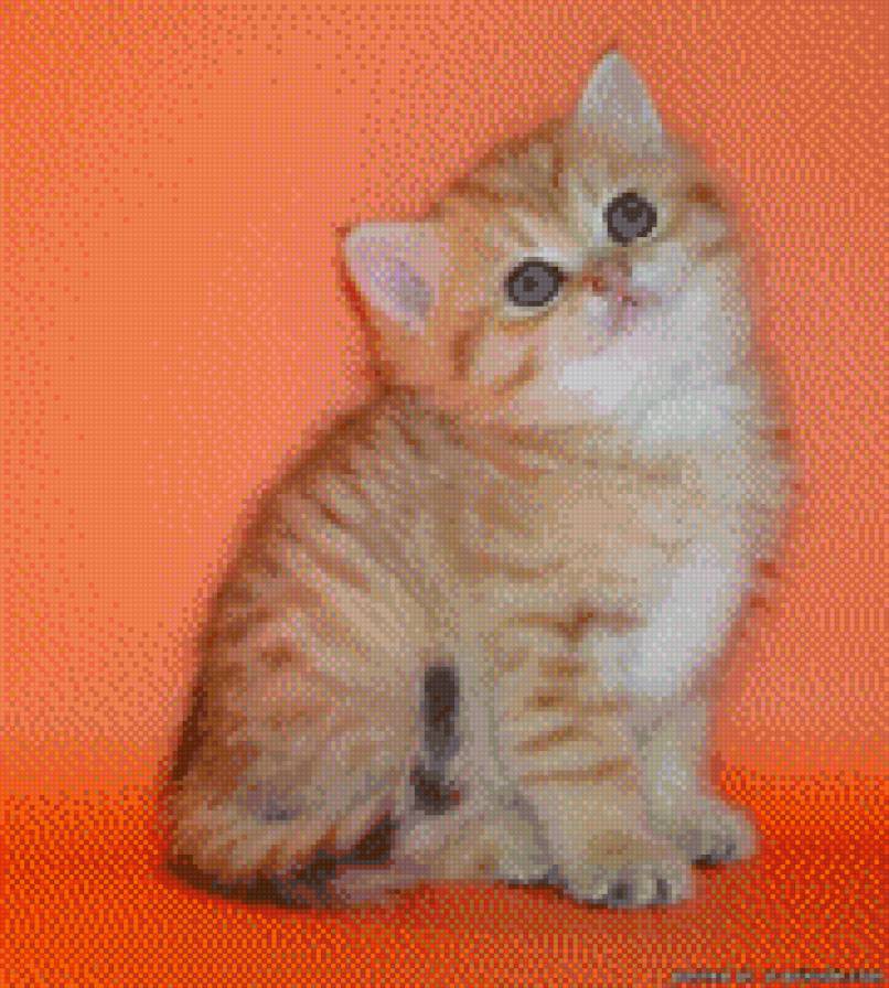 котенок - кошки - предпросмотр