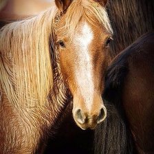 Схема вышивки «Лошади»