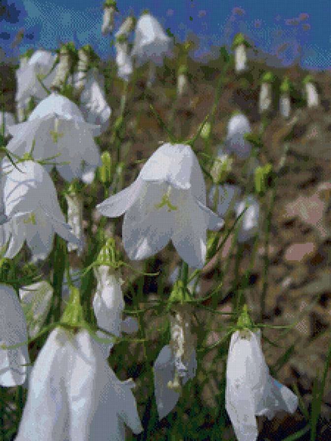 Северный колокольчик - лето, тундра, север, цветы - предпросмотр