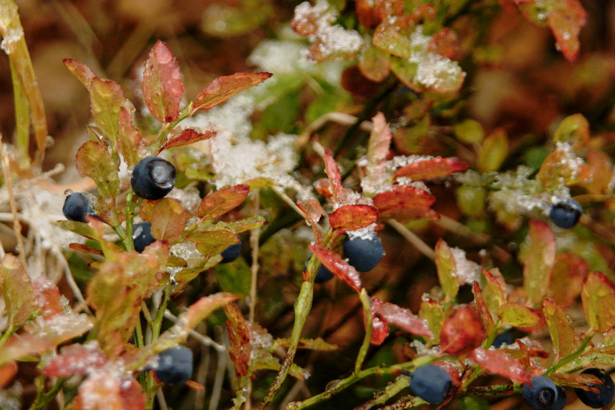 Черника под снегом - снег, черника, осень, ягоды, тундра - оригинал