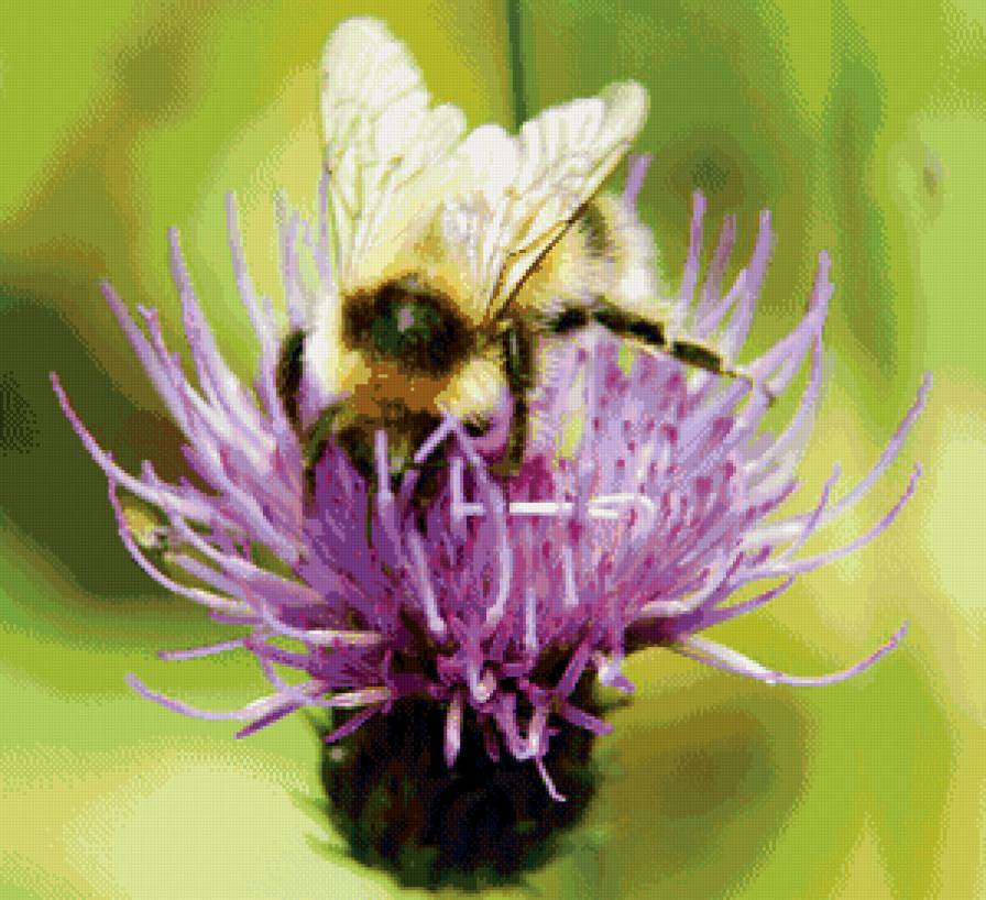 Пчелка - чертополох, пчела, лето - предпросмотр