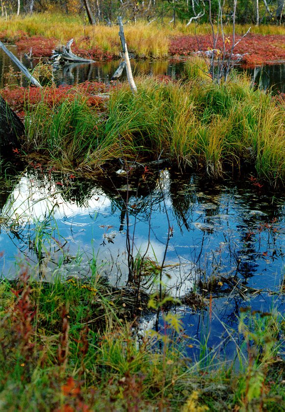 Озеро - озеро, осень, тундра - оригинал