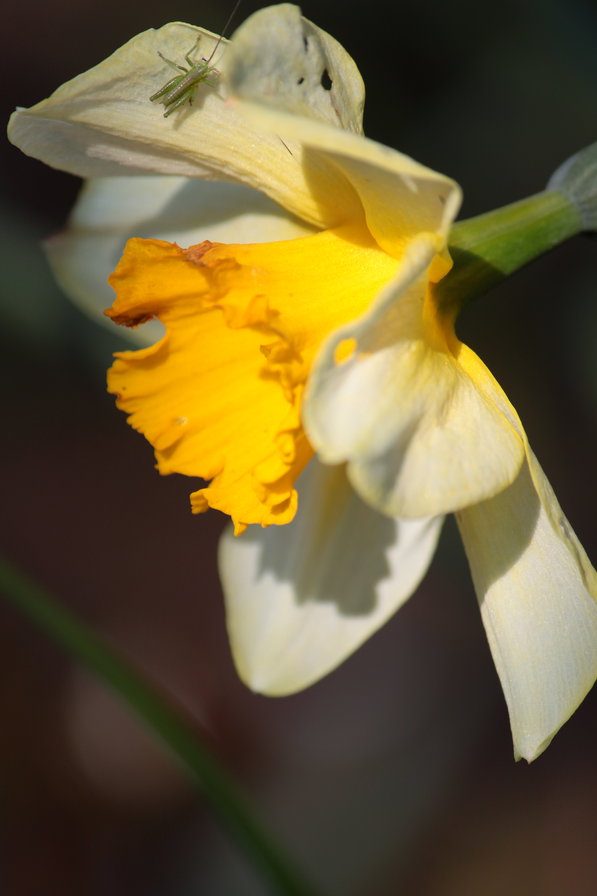 Нарцисс - цветок - оригинал