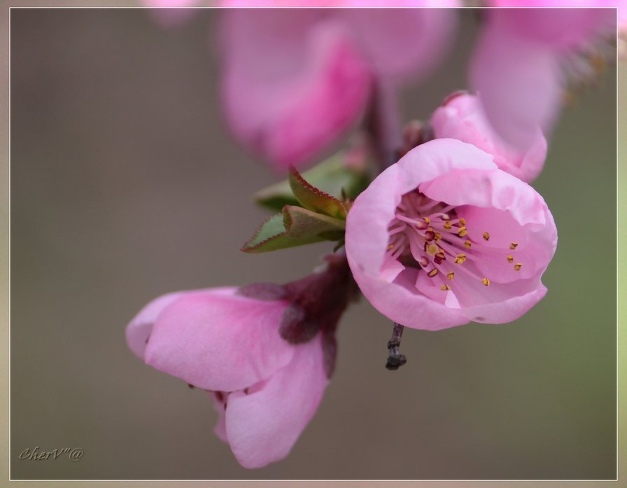 Старое персиковое дерево. Персик в руке. Слива и персик сравнение. Цветущий персик ночь. Цветок персика красный.