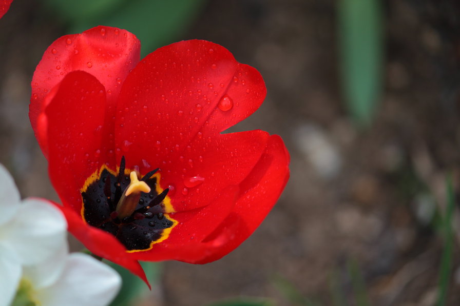 Тюльпан - весна, цветок - оригинал