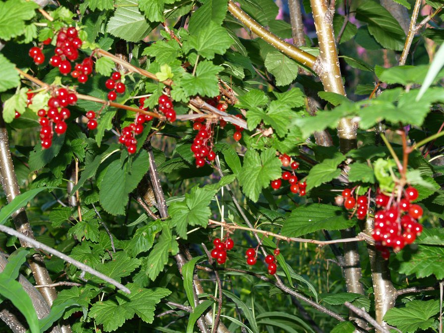 Смородина - ягоды, лето, тундра, смородина - оригинал