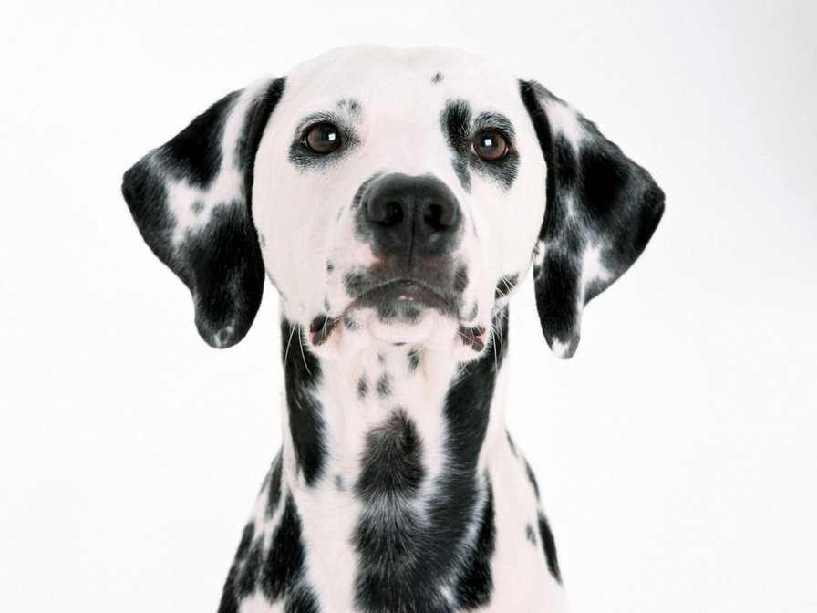 Далматинец - далматинец, собака - оригинал