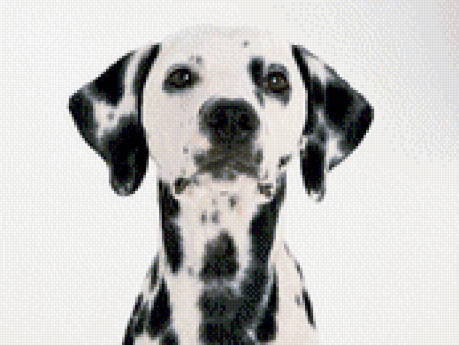 Далматинец - далматинец, собака - предпросмотр