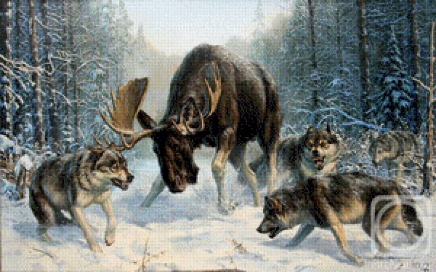 Охота волков - лось, волки, снег, природа, зима - предпросмотр