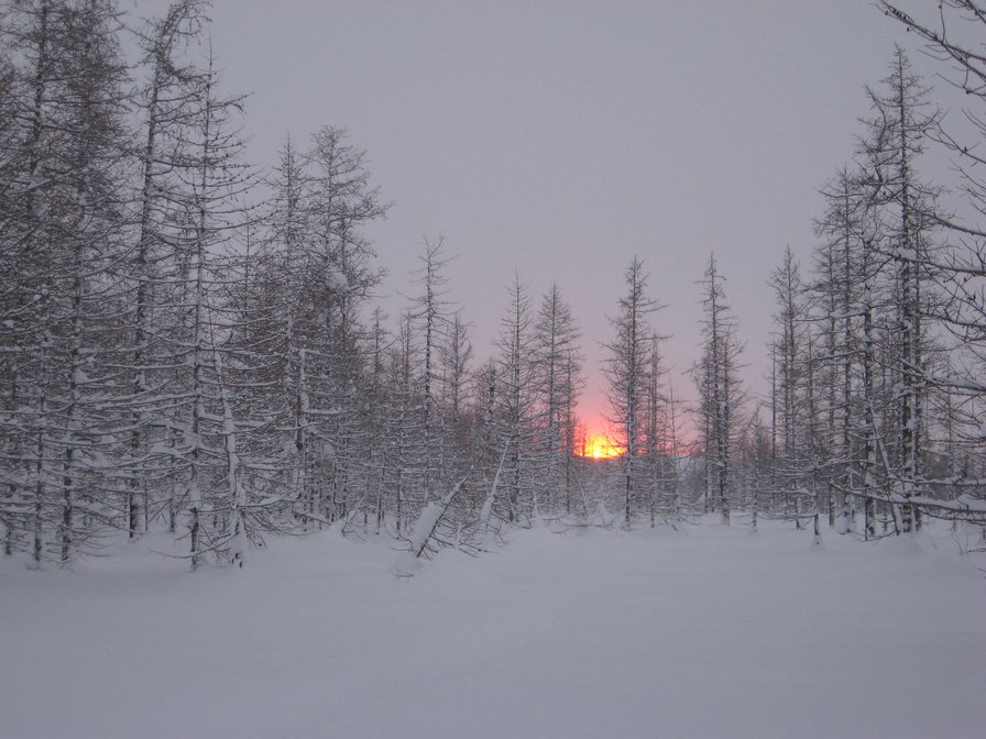 Тундра. Мартовский закат. - снег, тундра, солнце - оригинал