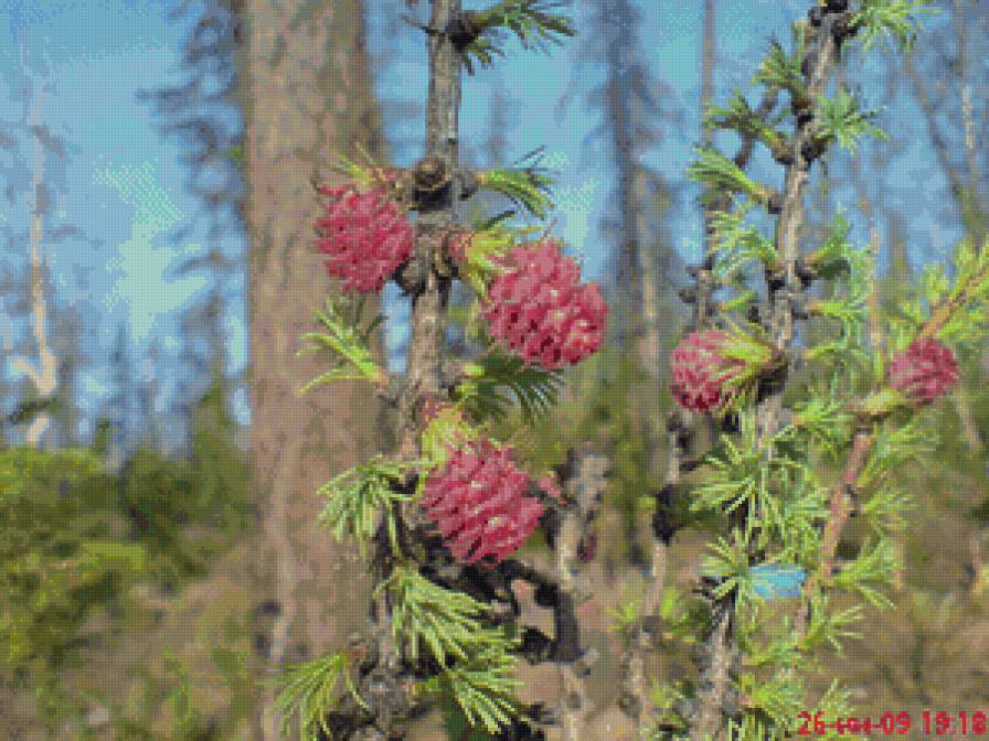 Цветение листвинницы. - тундра, листвинница - предпросмотр