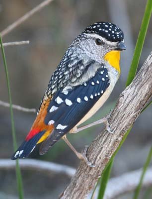 Pardalotus punctatus, птица - птица на ветке, леопардовая радужная птица - оригинал