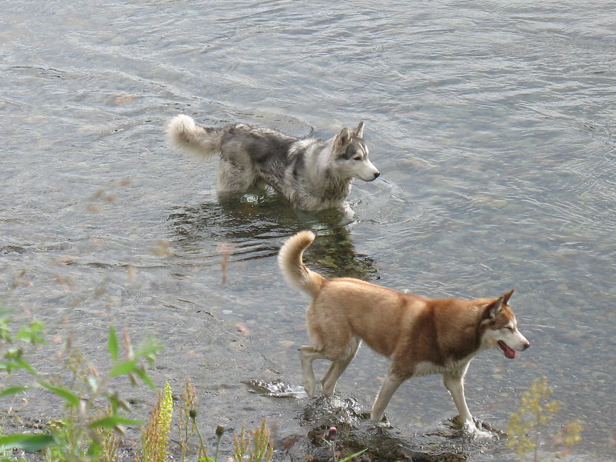 2 хаски - хаски, река, собаки - оригинал