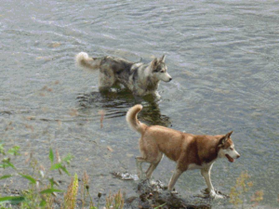 2 хаски - собаки, река, хаски - предпросмотр