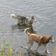 Схема вышивки «2 хаски»