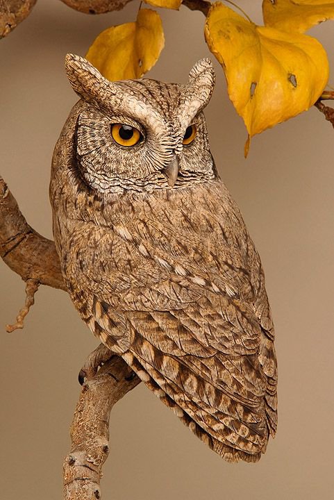 коричневый филин - филин, сова, осень - оригинал