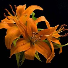 Схема вышивки «лилии»