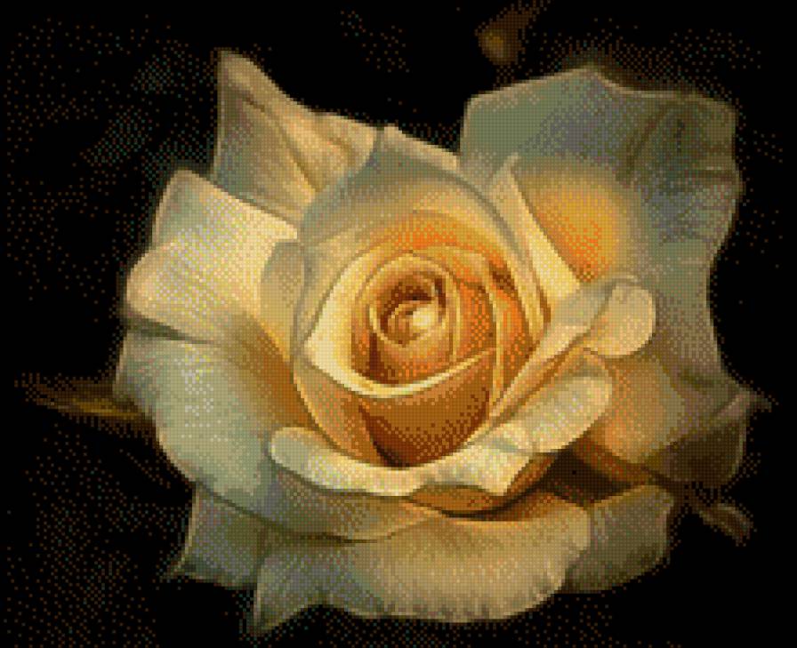 роза - цветы - предпросмотр