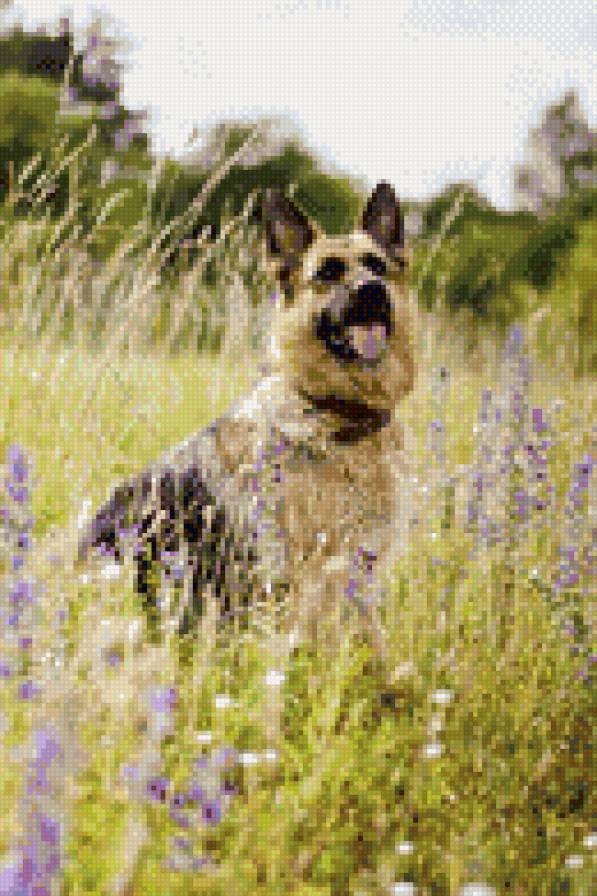 Валькирия на прогулке - собака, поле, цветы, овчарка - предпросмотр