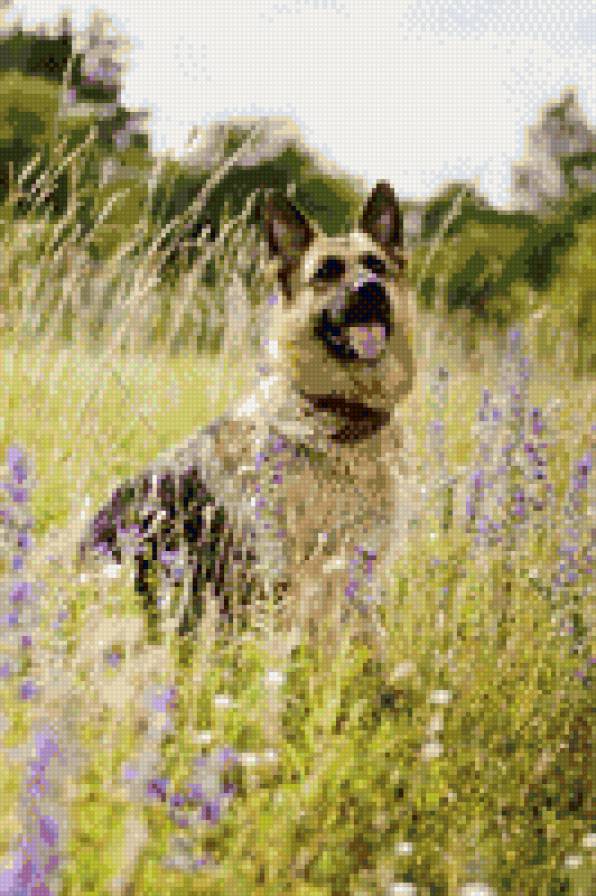 Валькирия на прогулке - цветы, овчарка, собака, поле - предпросмотр