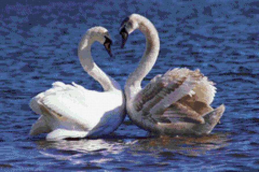 лебеди - предпросмотр