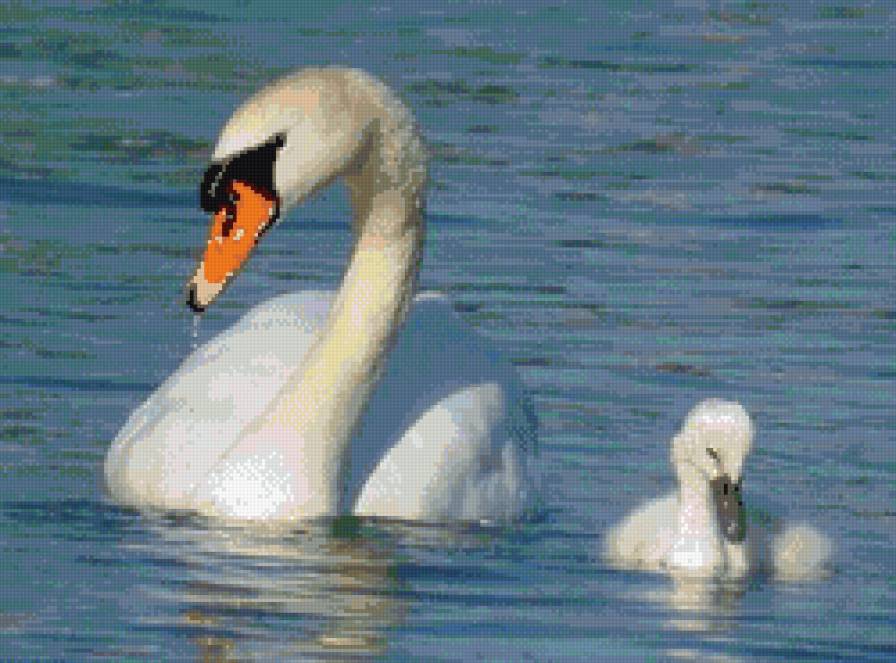 лебеди - предпросмотр