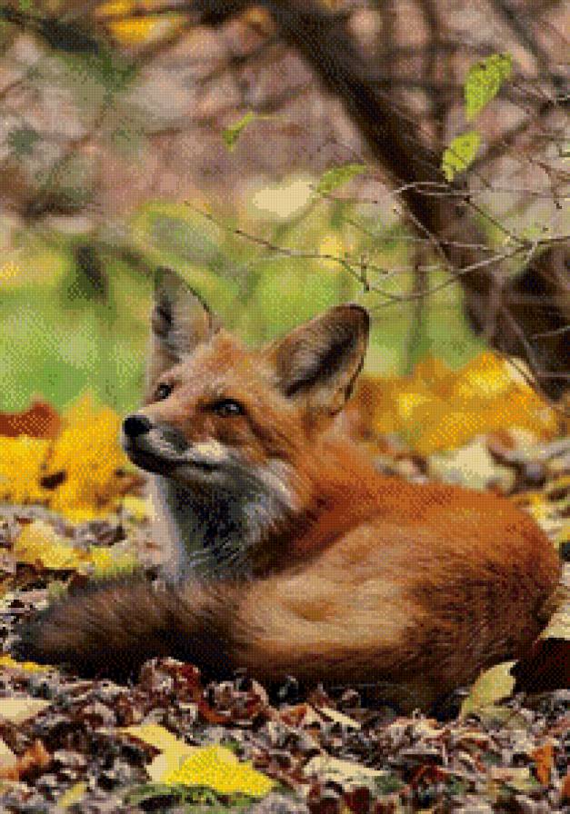 Лисичка - животные, лисичка - предпросмотр