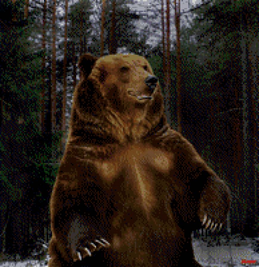 Медведь - медведь, мишка, животные, хазяин тайги - предпросмотр