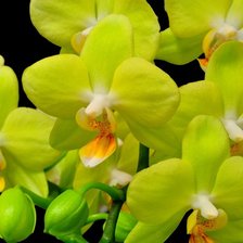 Схема вышивки «Желтая орхидея»