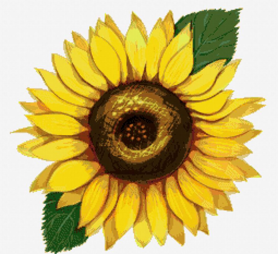 подсолнух - предпросмотр