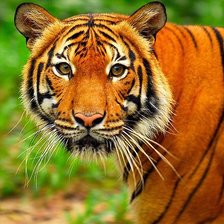 Схема вышивки «nbuhtyjr»