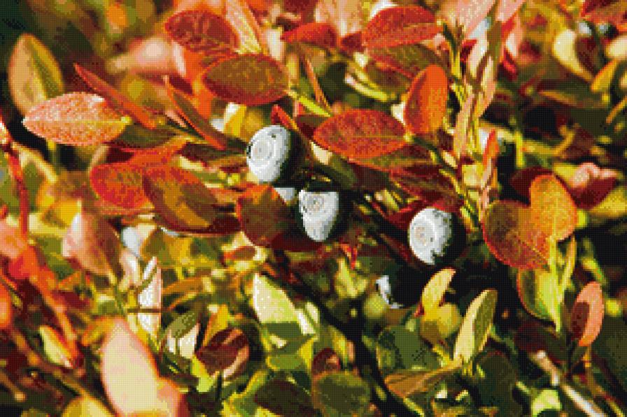 Черника - осень, черника, тундра - предпросмотр