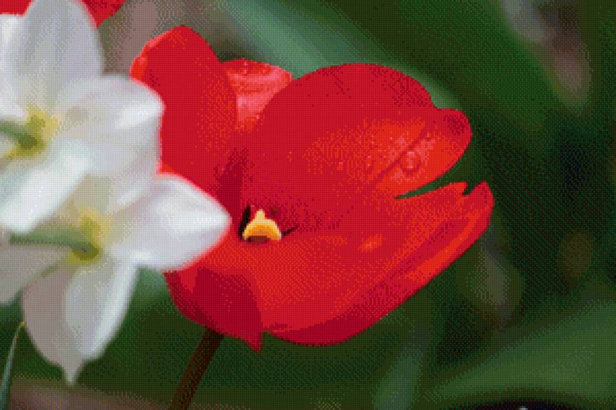 Цветы 2 - цветы, весна, тюльпан - предпросмотр