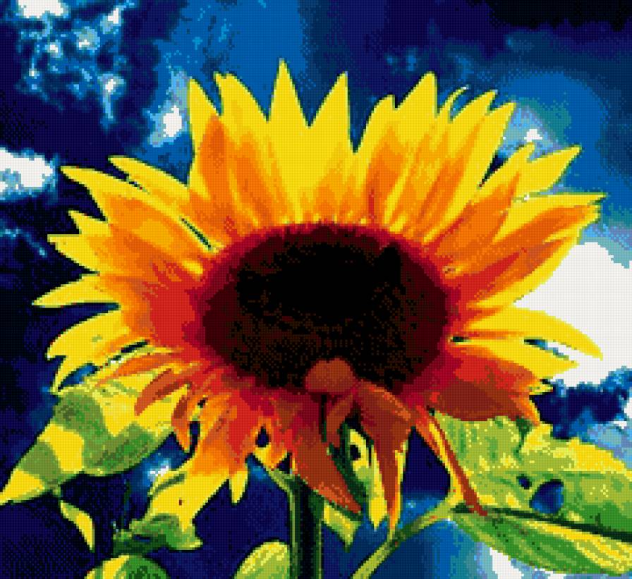 подсолнух - предпросмотр