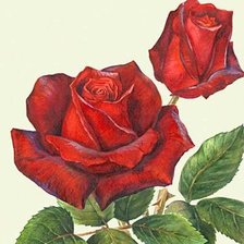 Оригинал схемы вышивки «розы» (№1029386)