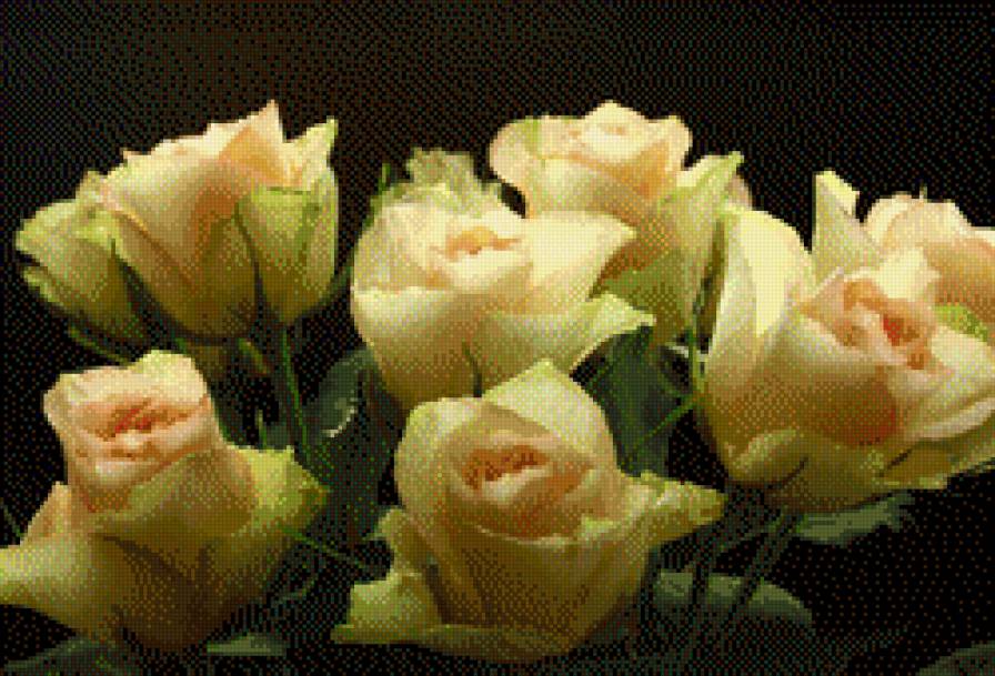 розы - розы - предпросмотр