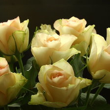 Схема вышивки «розы»