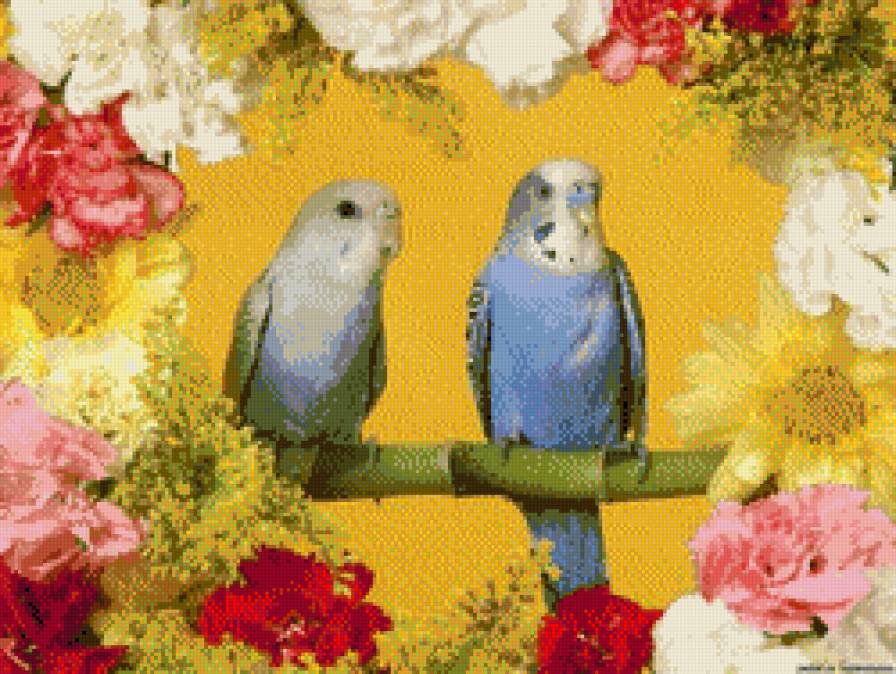 пара попугаев - птицы - предпросмотр